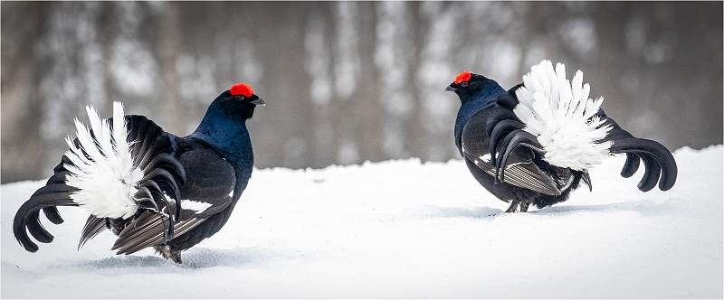 Face off in the snow_michael bamford_annual exhibition.jpg - Face off in the snow - Annual exhibition print - Highly commended